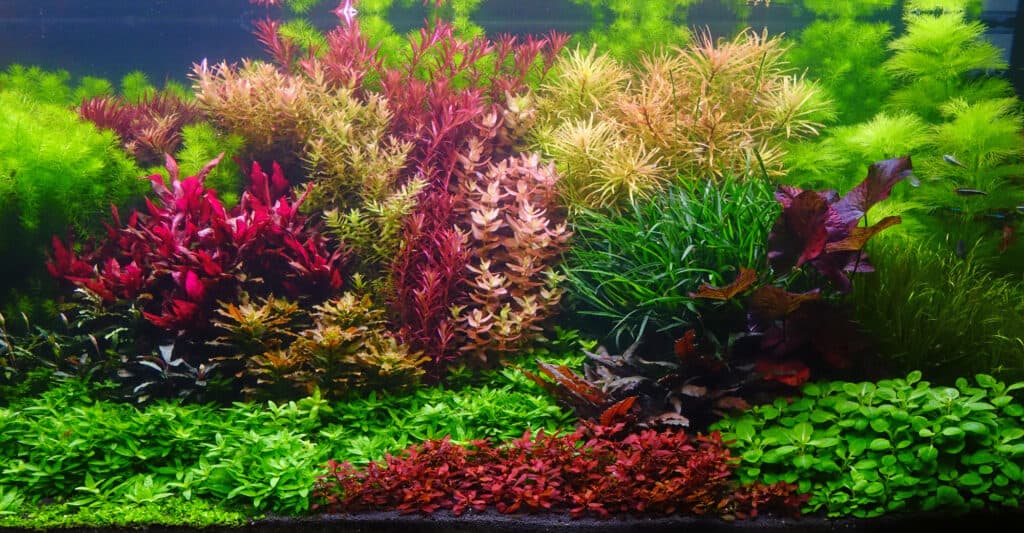 AQUATIC PLANTS