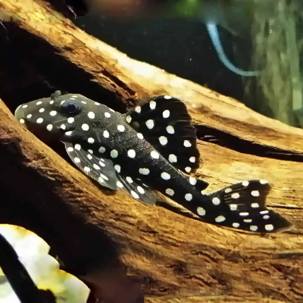 PLECO