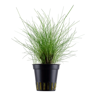 Eleocharis parvula (dwarf hair grass)