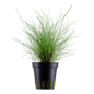 Eleocharis parvula (dwarf hair grass)