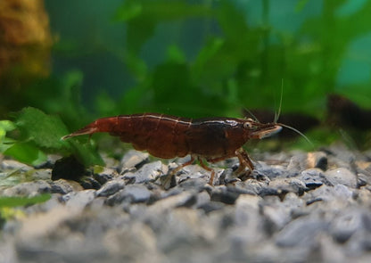 CHOCO BLACK SHRIMP