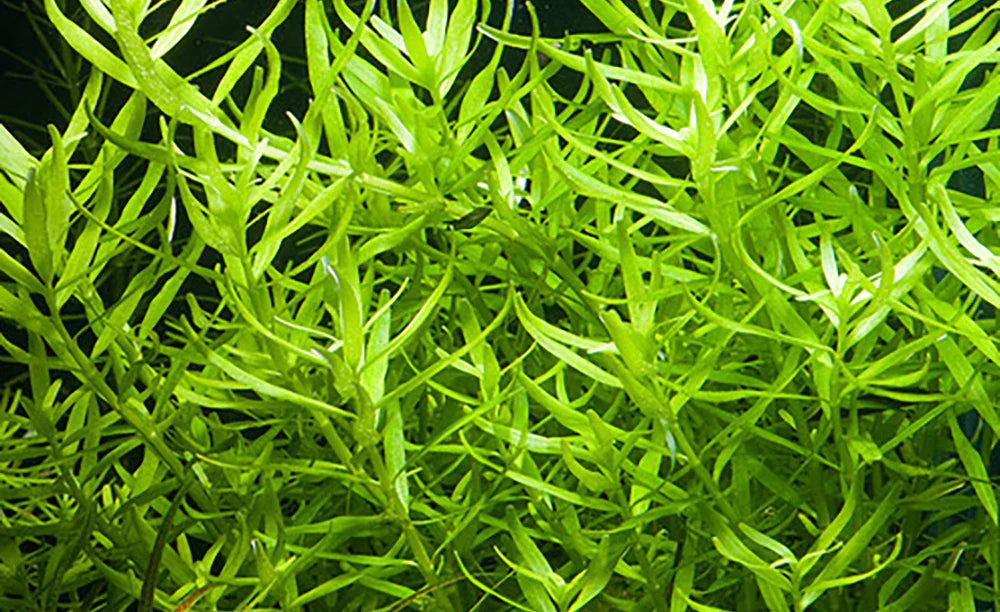 ROTALA ROTUNDIFOLIA 'GREEN'