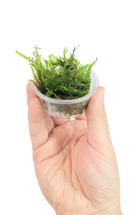 Weeping moss (Vesicularia ferriei)