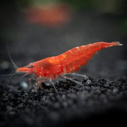 FIRE RED SHRIMP