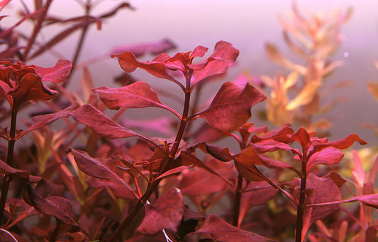 LUDWIGIA SP. 'MINI SUPER RED'