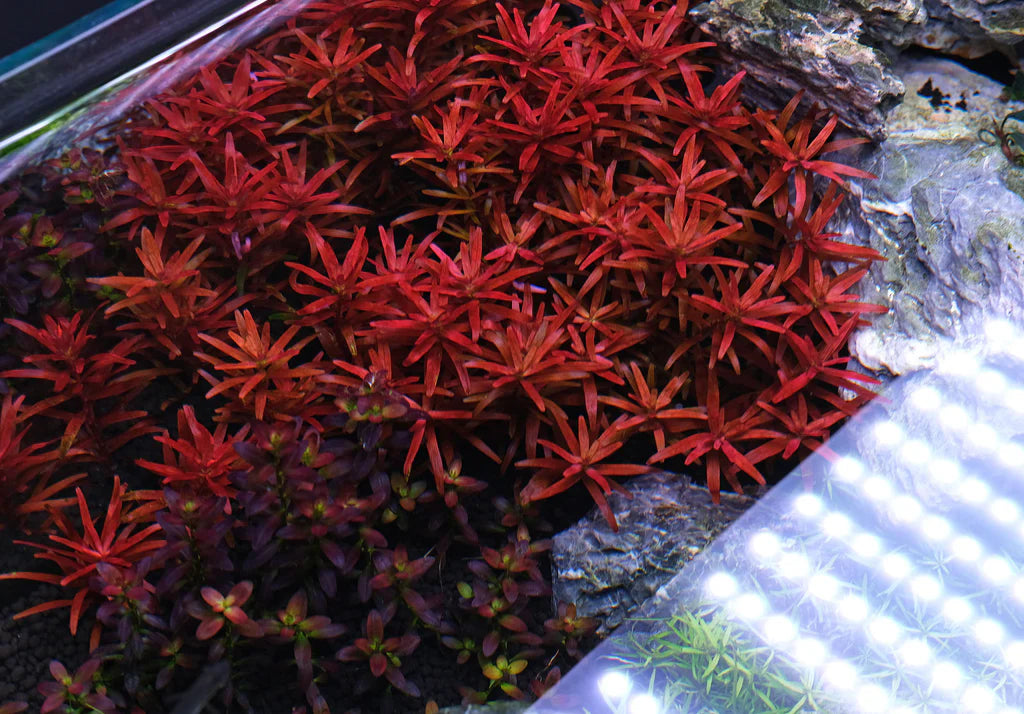 ROTALA VAR. 'BLOOD RED' SG (SUBMERGED)