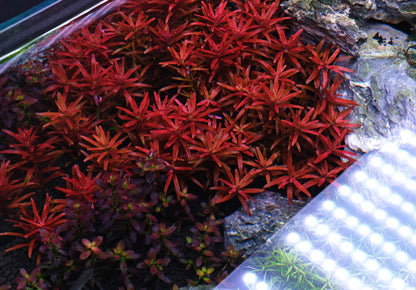 ROTALA VAR. 'BLOOD RED' SG (SUBMERGED)