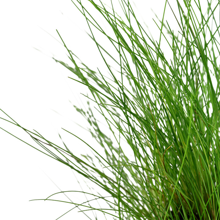 Eleocharis parvula (dwarf hair grass)