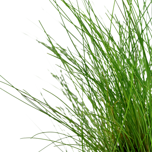 Eleocharis parvula (dwarf hair grass)