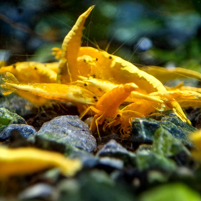 GOLDEN BACK YELLOW SHRIMP