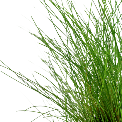 Eleocharis parvula (dwarf hair grass)