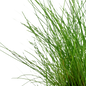 Eleocharis parvula (dwarf hair grass)