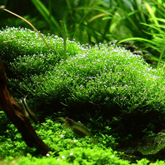 RICCIA FLUITANS ( Floating Crystalwort )