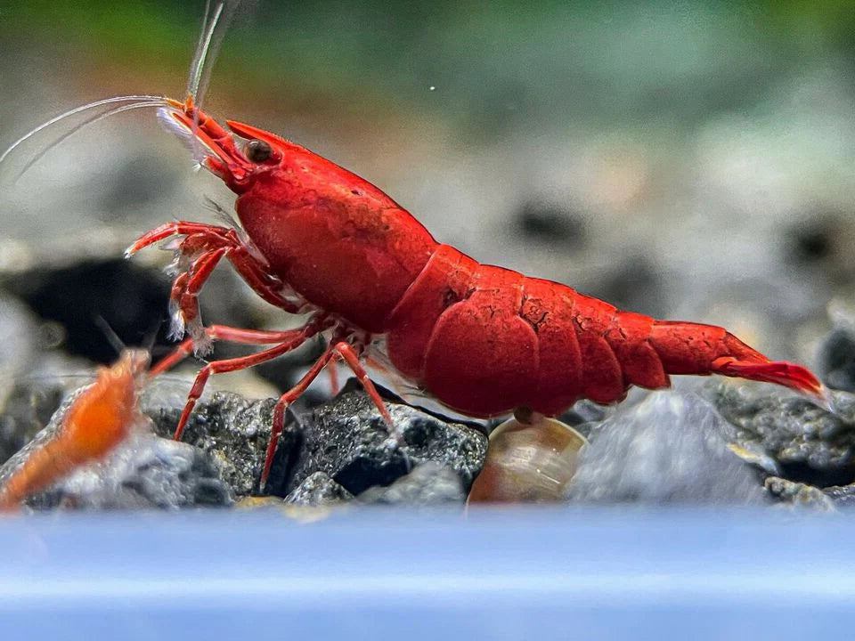 PAINTED FIRE RED SHRIMP