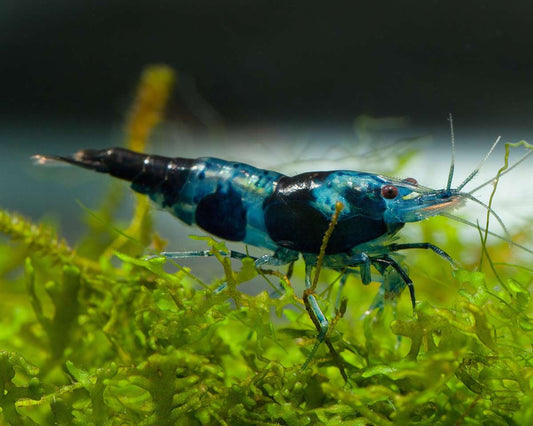 BLUE CARBON SHRIMP