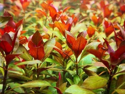 LUDWIGIA REPENS