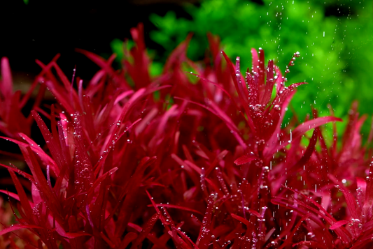 ROTALA VAR. 'BLOOD RED' SG (SUBMERGED)