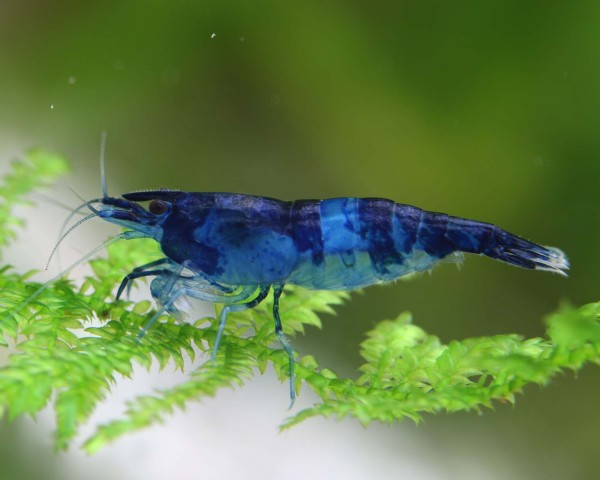 BLUE CARBON SHRIMP