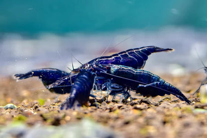 BLUE DIAMOND SHRIMP