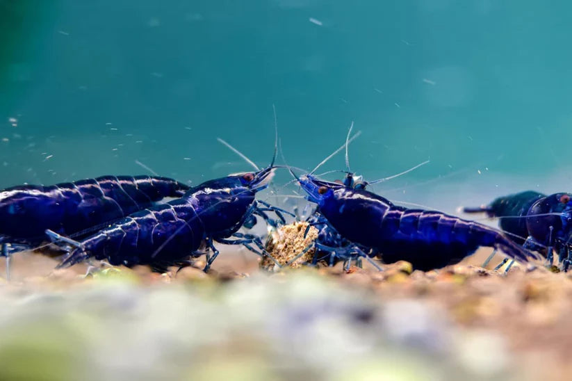 BLUE DIAMOND SHRIMP