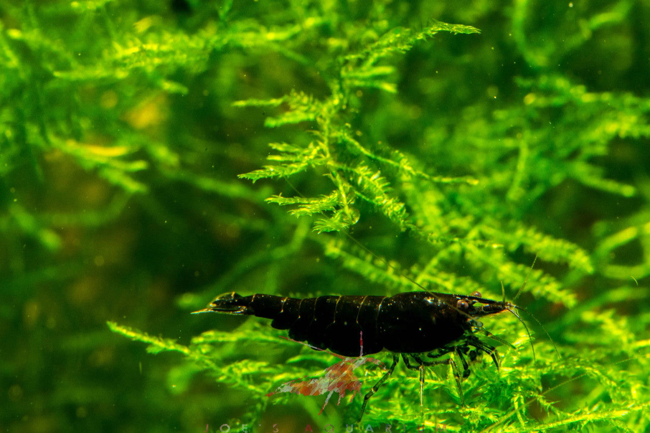 BLACK ROSE SHRIMP