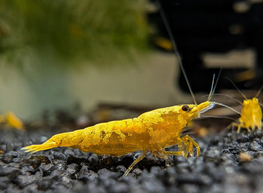 JINSHA SHRIMP