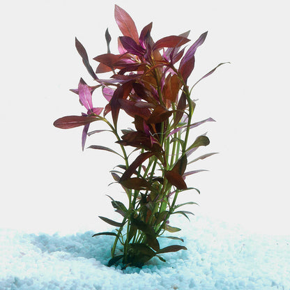 LUDWIGIA REPENS