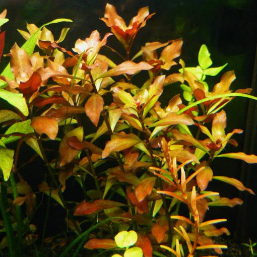 LUDWIGIA REPENS