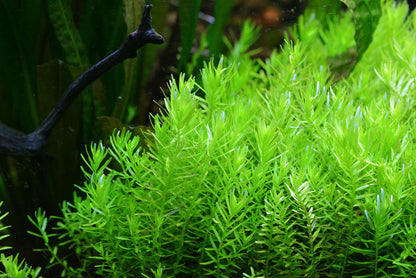 ROTALA ROTUNDIFOLIA 'GREEN'