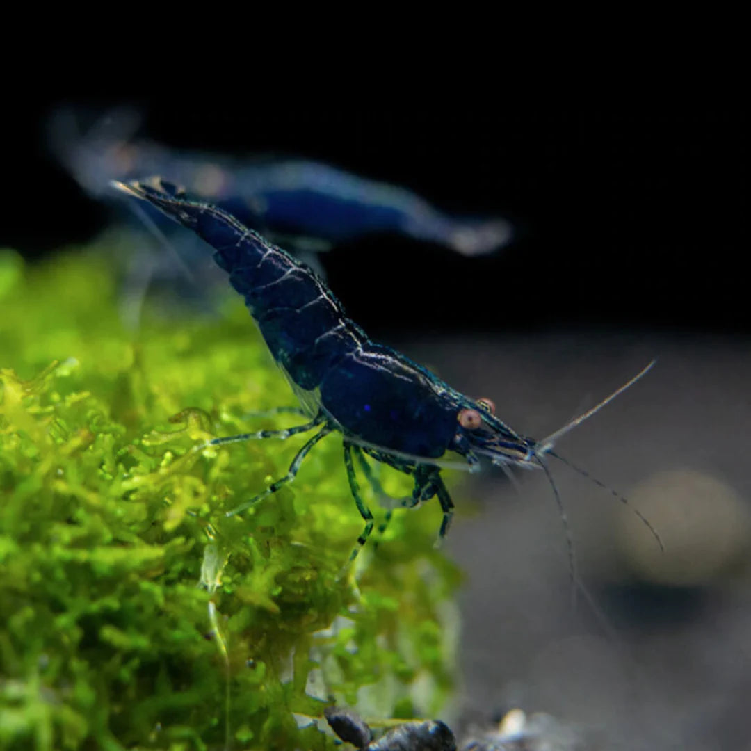 BLUE DIAMOND SHRIMP