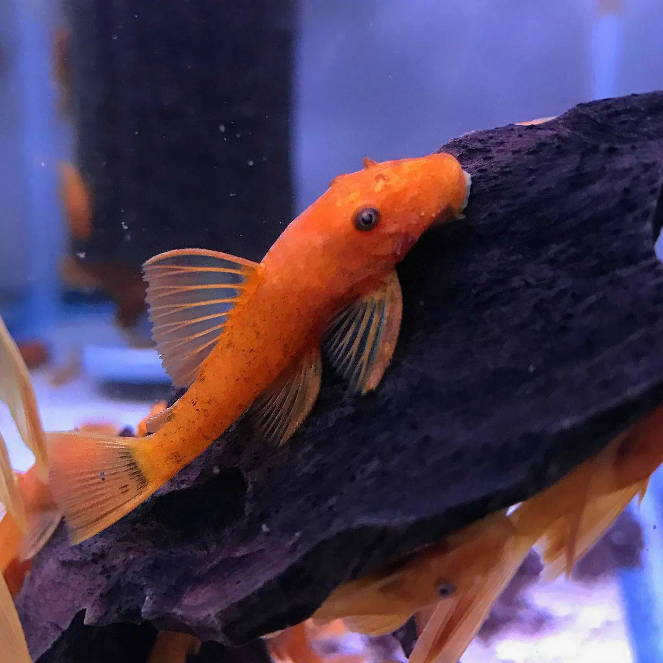 SUPER RED SHORTFIN BRISTLENOSE PLECO