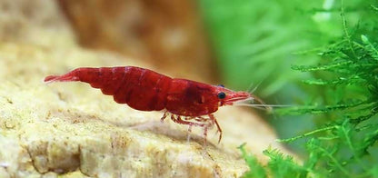 FIRE RED SHRIMP