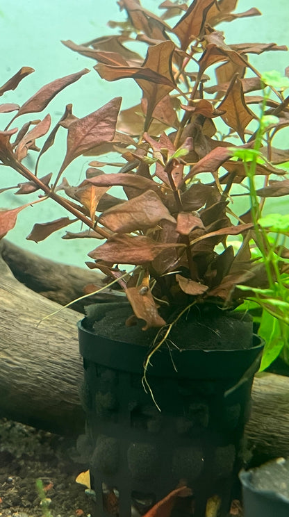 LUDWIGIA SP. 'MINI SUPER RED'