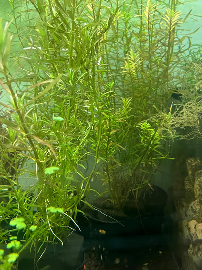 ROTALA ROTUNDIFOLIA 'GREEN'