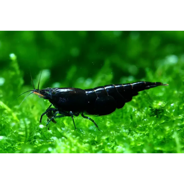 BLACK ROSE SHRIMP