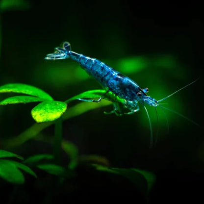 DREAM BLUE SHRIMP