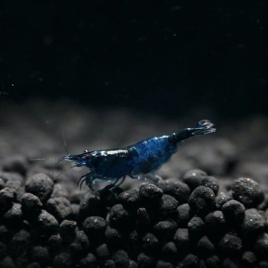 BLUE RILI SHRIMP