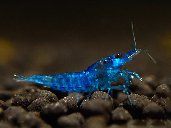 DREAM BLUE SHRIMP