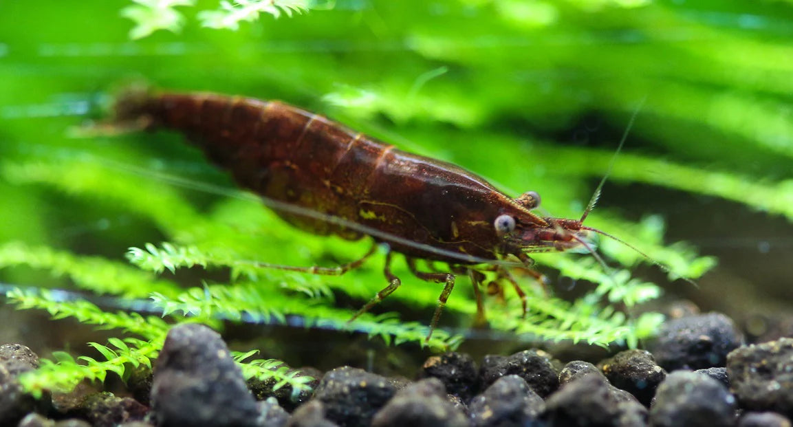 CHOCO BLACK SHRIMP