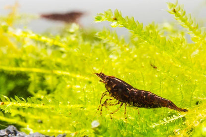 CHOCO BLACK SHRIMP