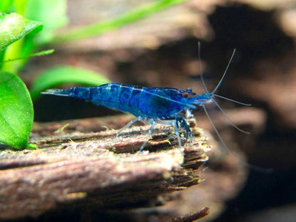 DREAM BLUE SHRIMP