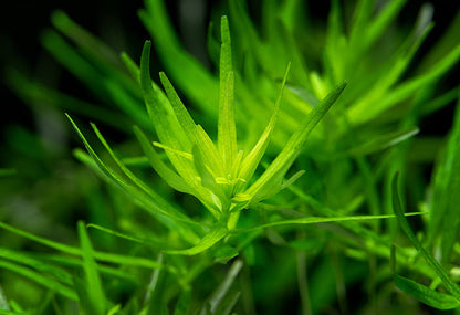 ROTALA ROTUNDIFOLIA 'GREEN'