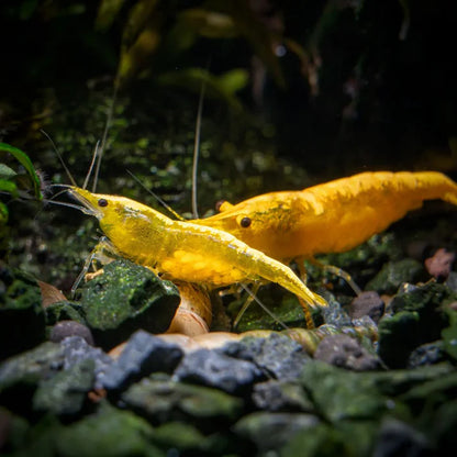 GOLDEN BACK YELLOW SHRIMP