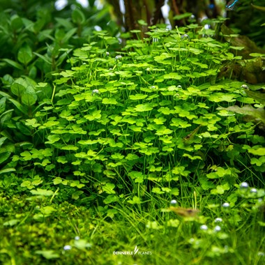 HYDROCOTYLE TRIPARTITA 'MINI'