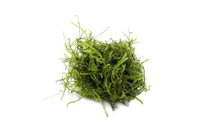 JAVA MOSS