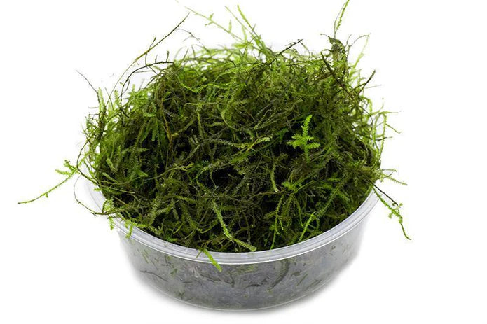 JAVA MOSS