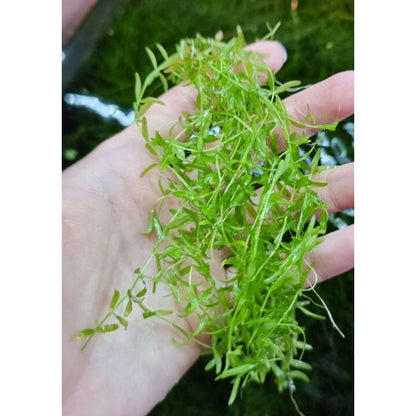 Hemianthus Micranthemoides (Pearl Weed)