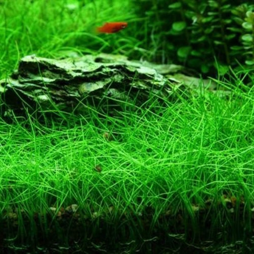 Eleocharis parvula (dwarf hair grass)