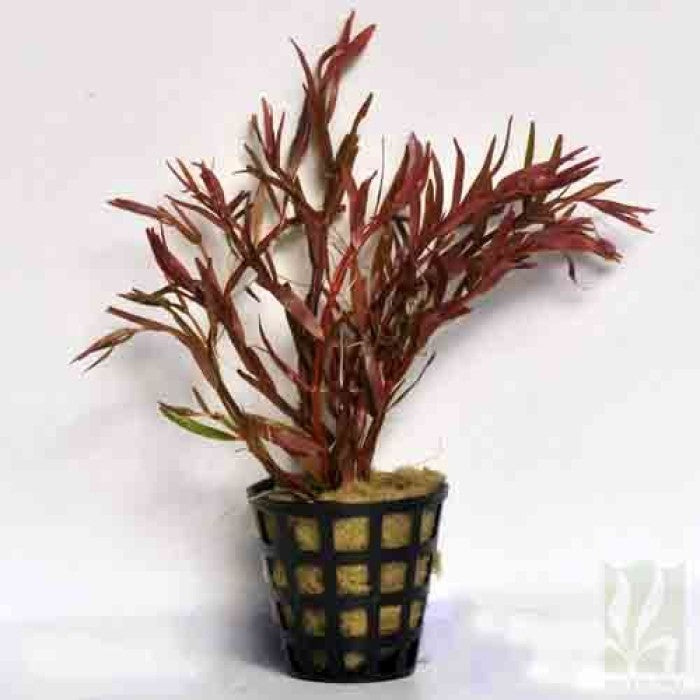 ROTALA VAR. 'BLOOD RED' SG (SUBMERGED)