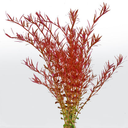 ROTALA VAR. 'BLOOD RED' SG (SUBMERGED)